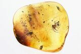 Detailed Fossil Spider and Ant In Baltic Amber #325431-1